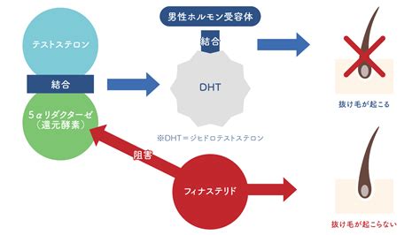 オナニー 男性ホルモン|オナニーでハゲるって本当？噂の理由と本当の原因とは